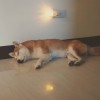 mokei