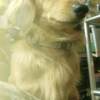 MoLi