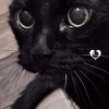 momo_neko_nene