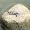 傑森