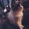 Po