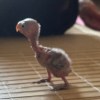 蓁