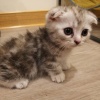 mu__jasper