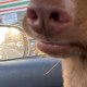 陳