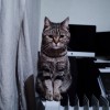 muse is a supercat