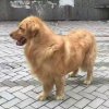 龟