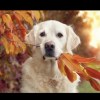 muddy_wood_wnt