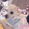 小番茄?