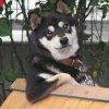 hsi_chien