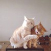 乜忘川