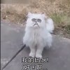 谢老汗