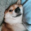 豬肉蘇打