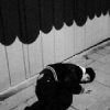 宋点到
