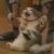 shiyi