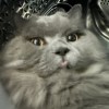 不万能的猫