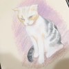 貓貓
