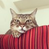 neior_wang