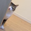 鹿