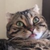 Meowww