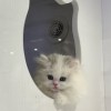 海