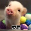 qiuqiu