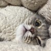 喵咪