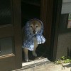 だびえん