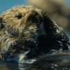 黑獺 Nutria de Negro