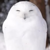 景笑
