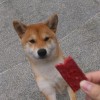 odd_lab_v7