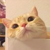 白兔茕茕