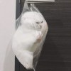 火锅美女