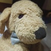 old._.sheep