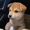 兆恩