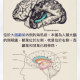 我的海馬迴裡沒有你