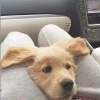 oppsoops