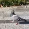 鴿仔
