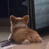 菲比布菲