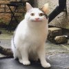 連續出水
