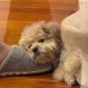 林隹