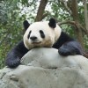 千年熊猫精