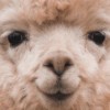 pei_pei_hsu