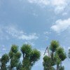 pekohsiao_