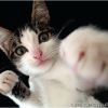 phoebe886