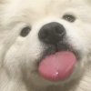 phoebejhu