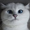 psycobobo