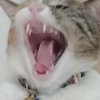 雞巴貓