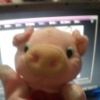 pig888