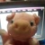 pig888