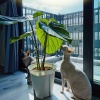 陽光植栽